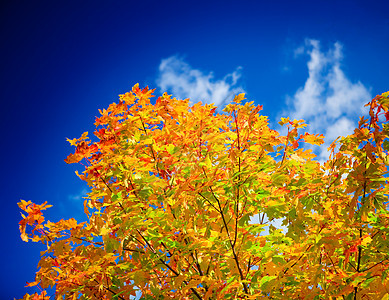 彩色秋秋树树干场景城市天篷风景金子树木树叶蓝色季节图片