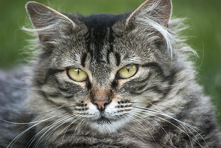 猫头宏观哺乳动物毛皮动物虎斑胡须条纹宠物灰色猫咪图片