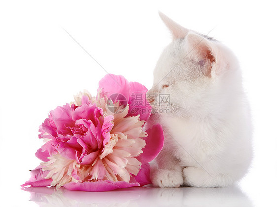 白小猫就在一只小马的粉红花旁图片