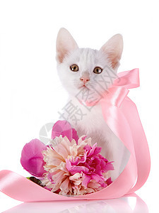 白猫带粉色胶带和小马的花朵尾巴植物食肉花瓣眼睛脊椎动物乐趣婴儿磁带宠物图片