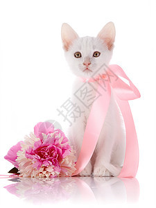 有粉红色胶带的白小猫 和一朵小花坐在一起图片