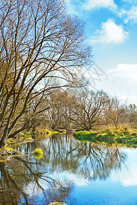 小河上的无叶树图片