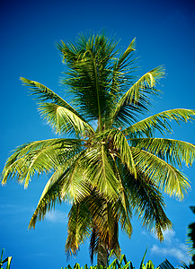 棕榈树绿色白色色彩情调蓝天天空蓝色阳光黄色场景图片