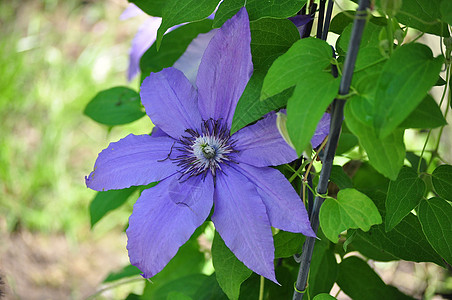 紫色克莱马蒂斯花藤蔓花园花瓣图片