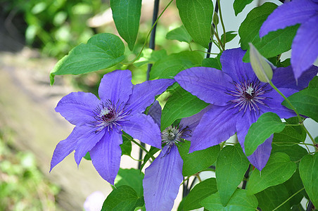 紫色克莱马蒂斯花花瓣藤蔓花园图片