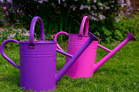 水罐工具园艺绿色喷壶粉色花园紫丁香太阳草地罐头背景图片