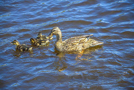 母鸭和小鸭子鸭子母亲孩子培育妈妈后代小鸡家禽生长翅膀图片