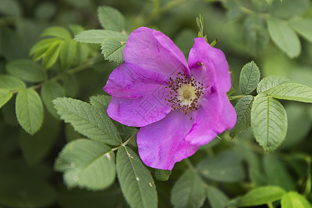 粉红野玫瑰花花玫瑰粉色绿色红色蔷薇叶子花瓣植物野蔷薇植物群图片