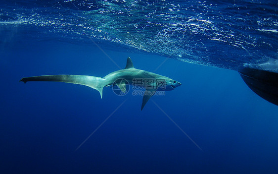 鲨鱼在大洋水下游泳的水域图片