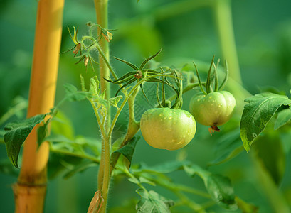 两只绿番茄在葡萄树上种植图片