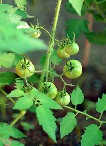 在花园的葡萄树上种植绿色西红柿图片