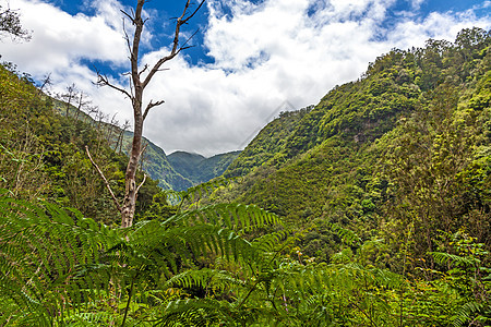 热带热带环境天空勘探远足蕨类风景植物群蓝色丛林荒野生态图片