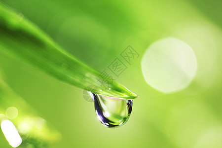 大水滴宏观草本植物花园叶子草地液体阳光雨滴刀刃植物图片
