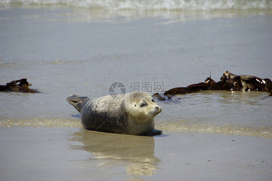 灰海豹灰海豹海洋儿子太阳海滩海豹公章猎犬图片