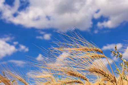 开米小麦食物金子种子植物稻草玉米生长天空面包农场图片