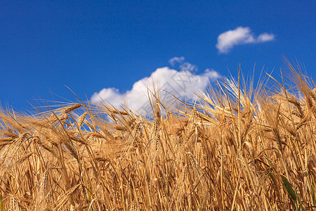 小麦田金子蓝色生长农场谷物天空稻草食物种子小麦图片