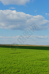 蓝云天空下的小麦田蓝色农业土地天气牧场玉米风景植物场地农场图片