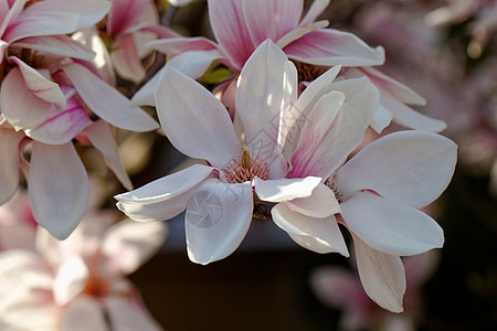 Magnolia 树脆弱性花瓣季节快乐阳光照射植物学蓝色乔木植物花园图片