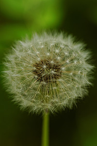 蒲公英花生活草本植物宏观植物群种子生长季节场地植物杂草图片