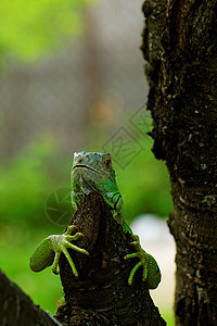绿色蜥蜴的肖像情调爬虫荒野眼睛异国动物园宏观脊椎动物鬣蜥宠物图片