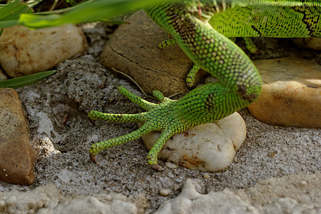 绿蜥蜴脚宠物热带脊椎动物宏观爬虫情调尾巴木头野生动物爬行动物图片