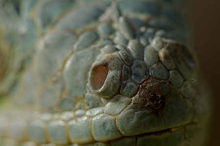 绿蜥蜴眼鸢尾花野生动物动物脊椎动物荒野眼球皮肤鬣蜥生物瞳孔图片