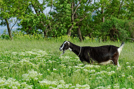 山羊放牧农场产品奶制品草地国家喇叭胡须食物荒野场地图片