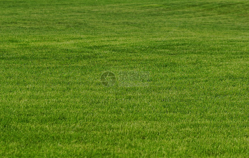 以草为背景草地绿色墙纸场地乡村艺术环境季节农村公园图片