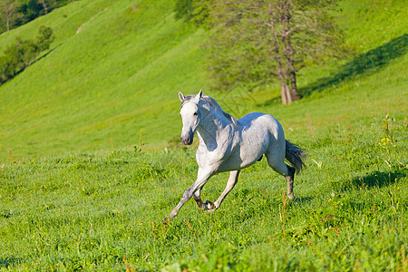 灰色阿拉伯马在绿色草地上奔驰良种哺乳动物农场速度跑步运动自由马术马匹牧场图片