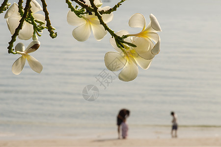 弗朗吉帕尼花朵叶子黄色鸡蛋花植物花园白色绿色图片