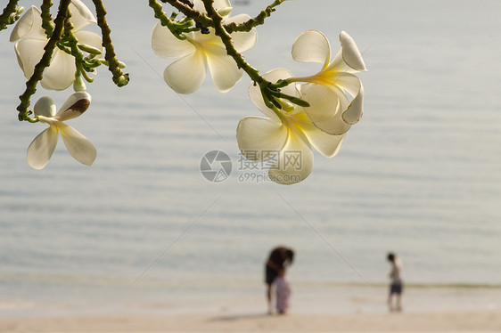 弗朗吉帕尼花朵叶子黄色鸡蛋花植物花园白色绿色图片