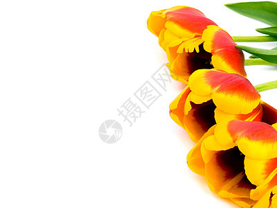 白色背景上的图利页黄色红色绿色郁金香花瓣礼物叶子植物香味图片