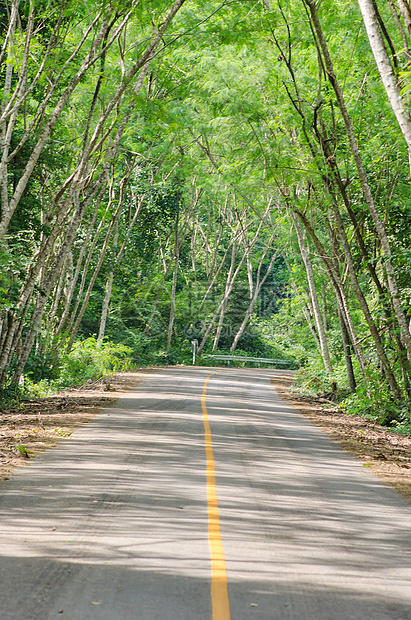 森林道路小路场地植物爬坡场景孤独环境活力牧场树木图片