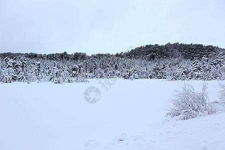 挪威的冬季区系灰色时间植物天空目的地天气白色季节旅行图片