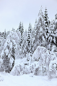 挪威的冬季目的地区系季节风暴旅行白色森林灰色天空天气图片