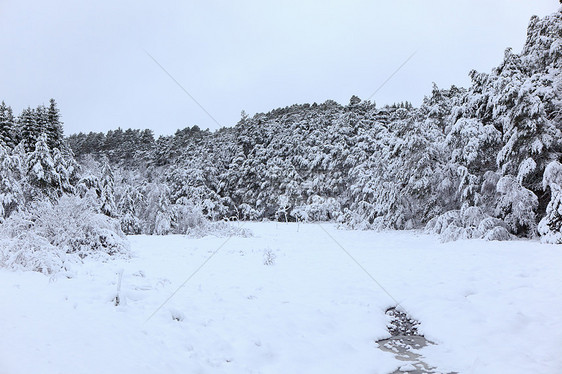 挪威的冬季景观目的地旅行天气白色天空时间季节灰色森林图片