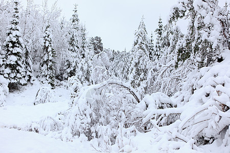 挪威的冬季季节植物旅行区系景观目的地时间天空灰色风暴图片