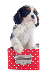 小狗骑兵王查尔斯三色盒子犬类宠物白色动物工作室猎犬棕色红色图片