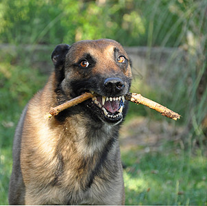 愤怒的麦地诺牧羊犬棕色警犬警觉犬类牧羊人鼠标动物宠物牙齿图片