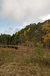 森林的秋天季节目的地绿色植物收获文化区系树叶树木时间图片