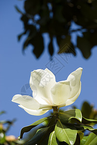 白美兰花花花园叶子天空花瓣蓝色绿色白色植物大花背景图片