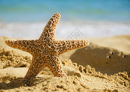 沙沙海滩上的海星图片