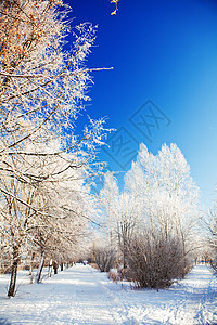 冬季公园日图片