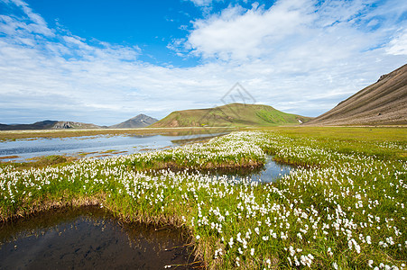 兰德曼纳卢格尔棉花草冰川高地湿地沙枣湖泊河流植物场地棉草图片