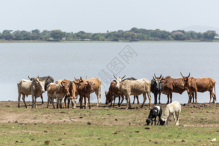 湖边的牛饮水背景图片