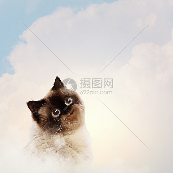 彩色背景下有趣的小毛猫冒充小猫乐趣毛皮眼睛哺乳动物动物短发耳朵爪子图片