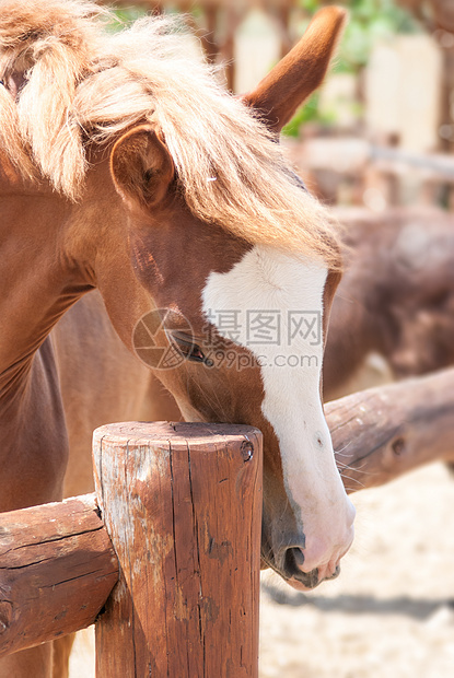 美丽的棕色马匹哺乳动物板栗赛车手骑术家畜眼睛阉马蓝色姿势鬃毛图片