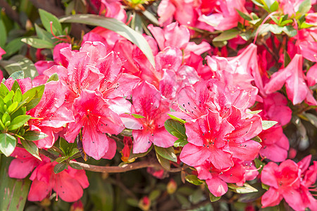 红罗多登端花朵旅行宏观植物水平红色框架旅游绿色亮度粉色图片