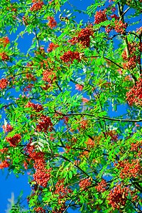阿什莓森林叶子树木衬套环境水果蓝色植物群荒野木头图片