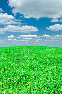 草草和天空阳光风景牧草城市生长偏光片场地土地场景牧场图片